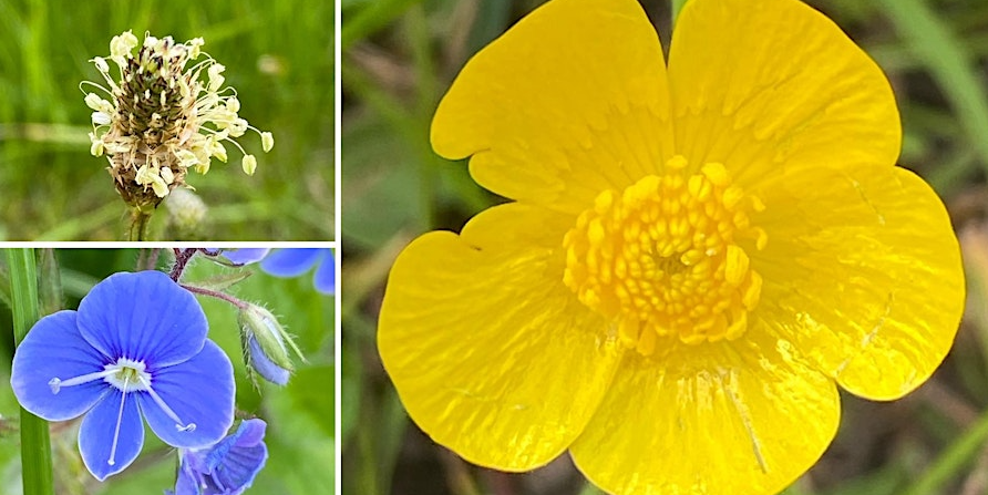 #Amersham folk - Wildflower Wander with #WildAmersham this Fri 17th May, 7 - 8pm. Book your spot here: eventbrite.com/e/wildflower-w…

#SustainableAmersham #AONB #ChilternHills 
#nature #naturalworld