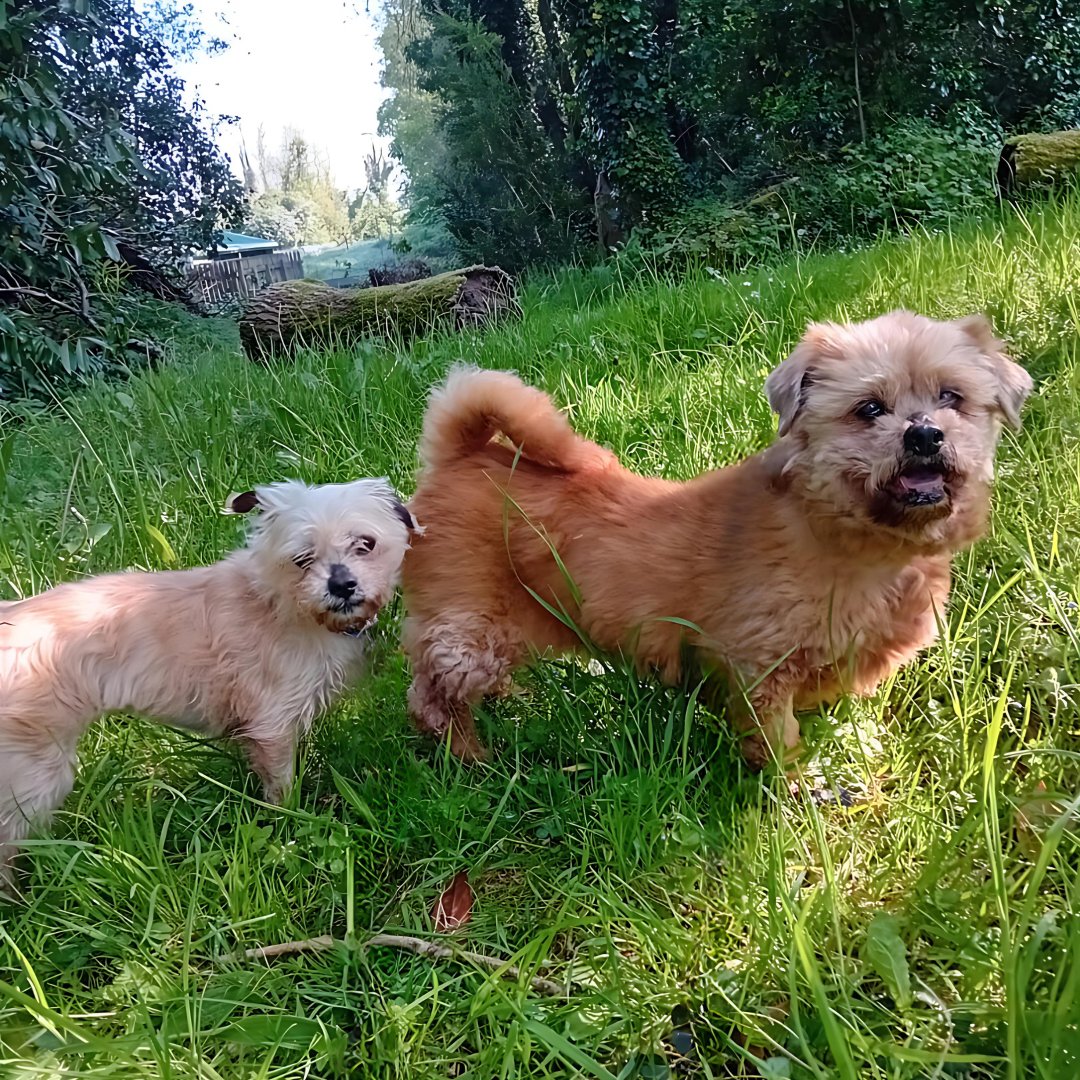 Our loving golden girls 💙 Holly & Lady are two older ladies looking for their retirement home. These two have been together for years and we would love for them to stay together. They're quite active and delightful to have around. 🐶🐶: ispca.ie/rehoming/detai…