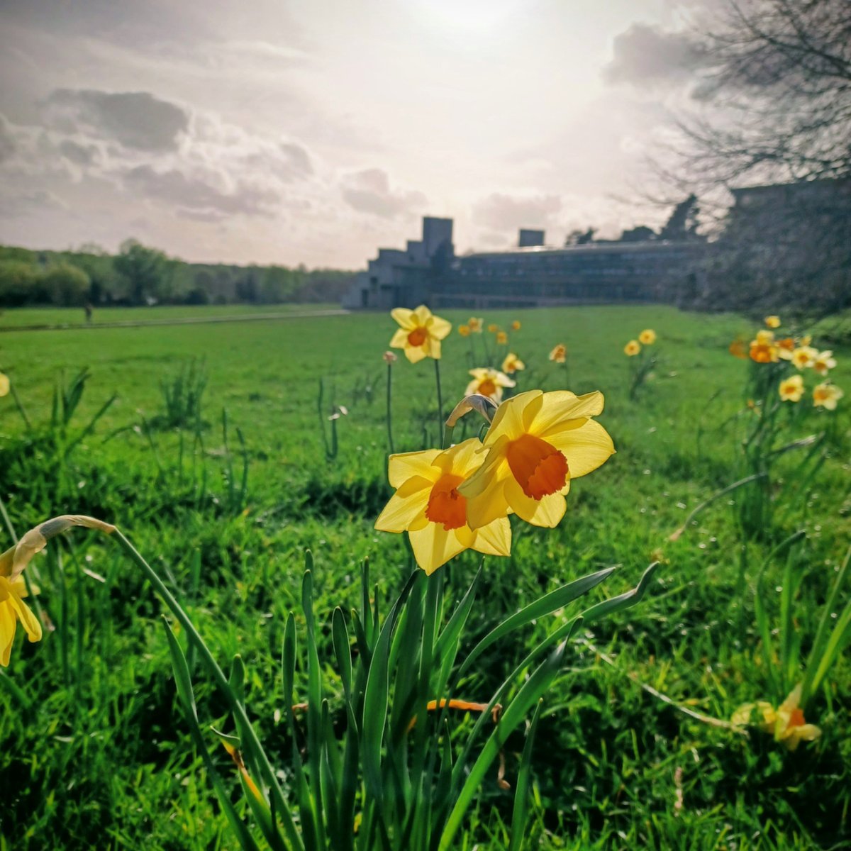 UEALibrary's tweet image. We are so lucky to have such a beautiful campus - especially during spring!

Remember to take breaks while you study, and perhaps take a stroll around campus? Or take advantage of the brilliant views of UEA from our Floor 3 study spaces.

#UEACampus #UEALibrary #UEANorwich