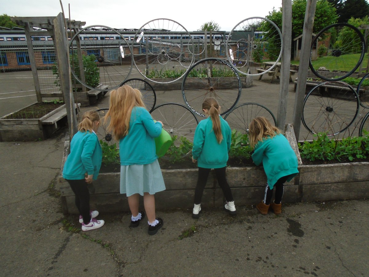 Mae Blwyddyn 2 wedi plannu mas tomatos. Bydd y tywydd yn ddigon gynnes iddyn nhw, gobeithio! @TreesforCities @GrowCardiff @garddioamwy @csc_stem