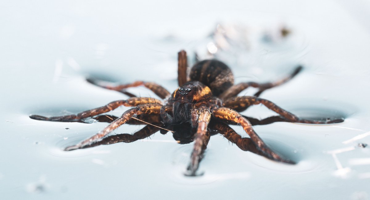 Dr Will Leo Hawkes tweet media