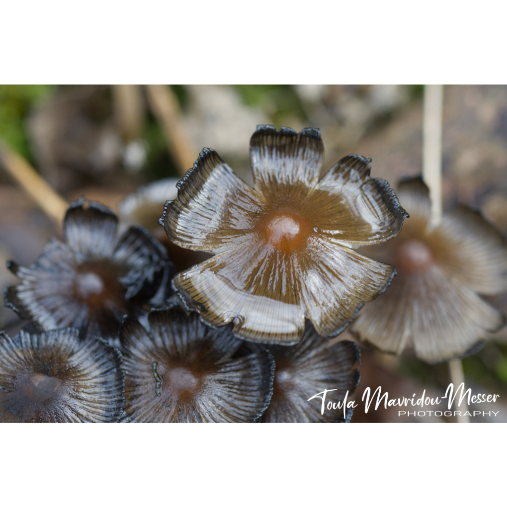 I love these delicate mushrooms- they look like flowers. Wishing you all a happy week! x

#mycology #mushroomMonday #mushrooms #MondayMorning #NaturePhotograhpy #NatureLover #fungus #fungi