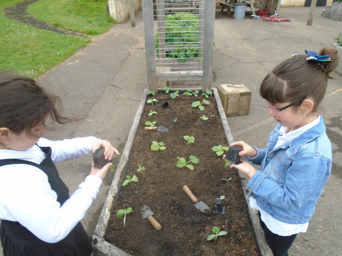 Year 2 planted out the last of our squash seedlings. @TreesforCities @GrowCardiff @GWandShows @csc_stem