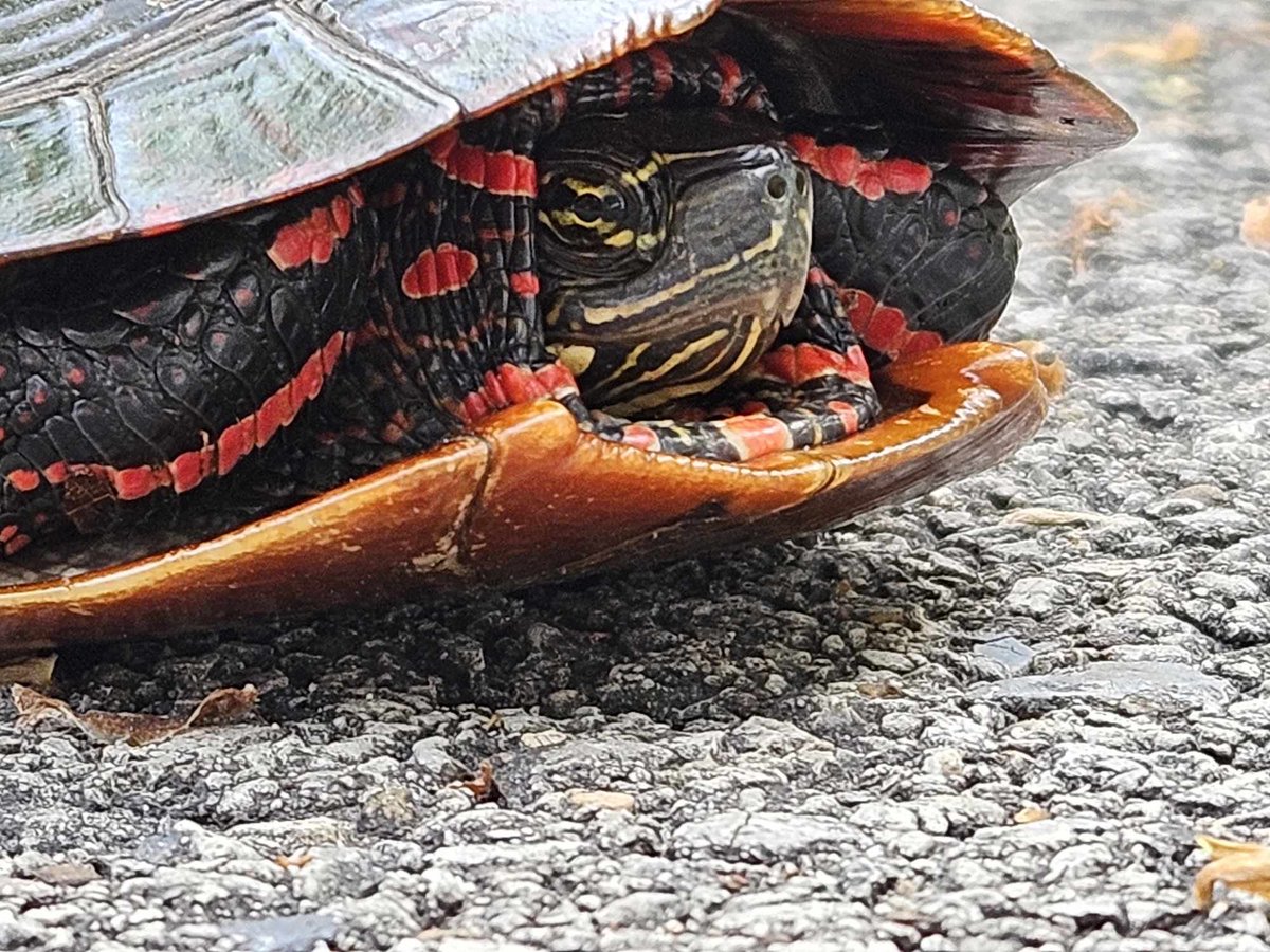 🐢 Painted turtles in Ohio:
1. Colorful shells.
2. Adapt to various habitats.
3. Survive cold winters.
4. Eat plants, insects, fish.
5. Threatened by habitat loss.
Found by Dan Sheridan along Marion Tallgrass Trail.
Let's protect them! 🌿🌊 #OhioWildlife #Conservation