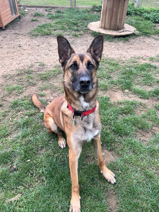 #k9hour Simba 3 yr old male Malinois, he needs an experienced owner, he's a fabulous guarder and will be a loyal family member, knows basic commands but needs further training, has spinal arachnoid diverticula, more info/adopt him from @AnimalsInNeedUK