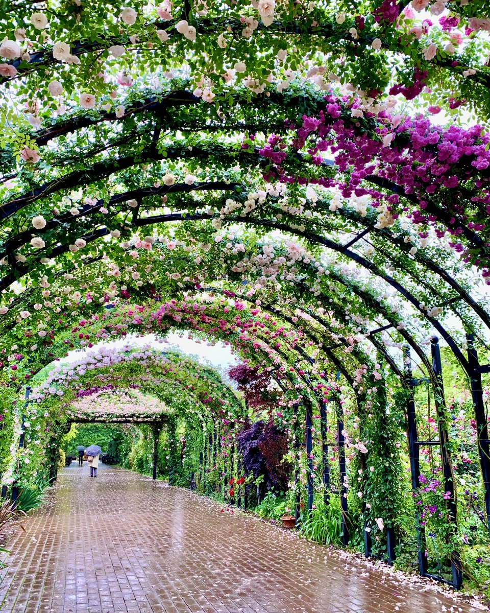 本日の風雨に負けずに、園内そして、大アーチのバラたちは咲き誇っていますので、引き続き「ローズトンネル」、各ゾーン毎の満開のバラをお楽しみいただけます。