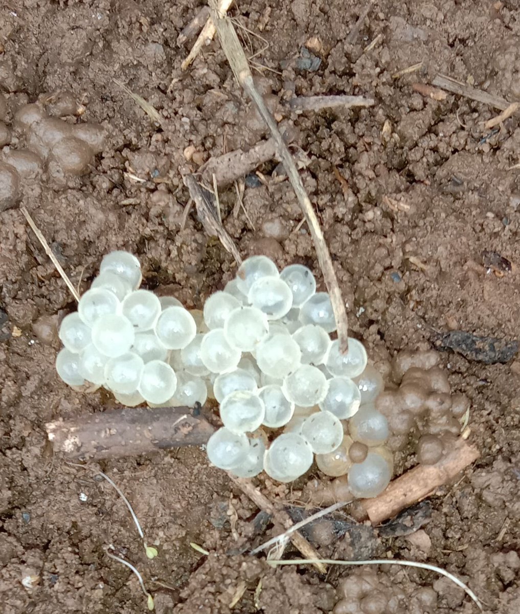 Can anyone please help me? I found a frog sitting under a container in my yard I tried to not disturb it bt I did & when it hopped away I could see these frogs eggs Some on top of the ground bt looks like some are just below surface 2 days & it hasn't returned Will eggs be OK?
