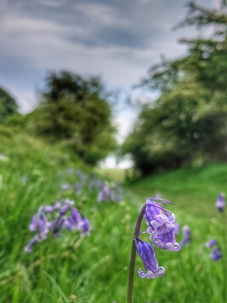 Bluebells out along #hadrianswall #nationaltrail in #cumbria