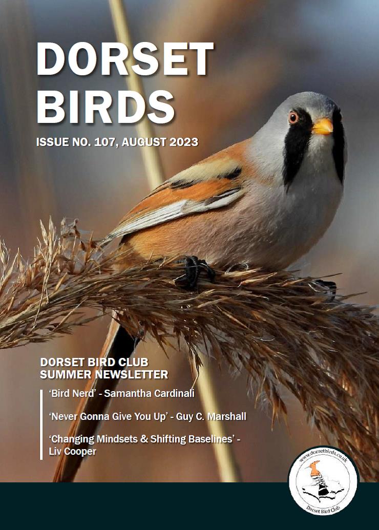 We've now added the previous issue of our thrice-yearly newsletter to the website so you can download it. Particularly recommended is the thoughtful piece by @LivElwood23 (aka Liv Cooper previously) on birdwatchers' mindsets and attitudes. dorsetbirds.co.uk/wp-content/upl…