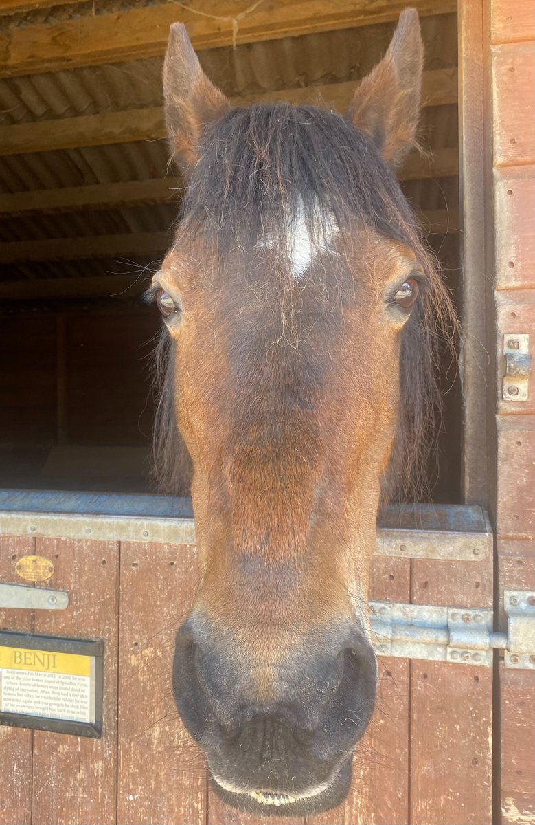 Benji is all smiles today. We're open until 3pm today if you fancy swinging by to say hello! hopefield.org.uk #rescuehorse