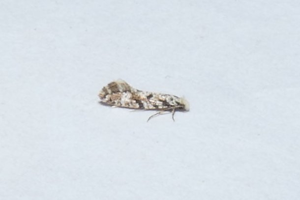 Managed another new micro for the garden here in Mundford on Saturday night, with this Nemapogon ruricolella to HOR lure overnight bit.ly/3yhIJMy #MothsMatter @norfolkmoths @BC_Norfolk @NorfolkNats