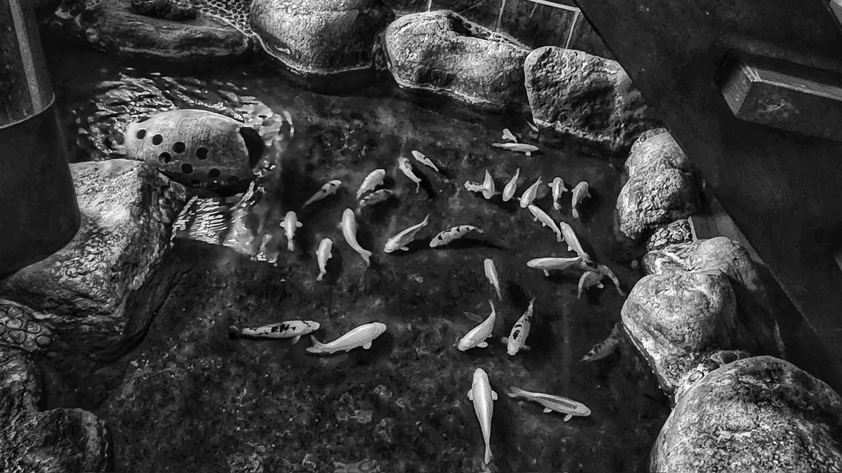 Interior of a Japanese restaurant.
These carp are for viewing purposes only.