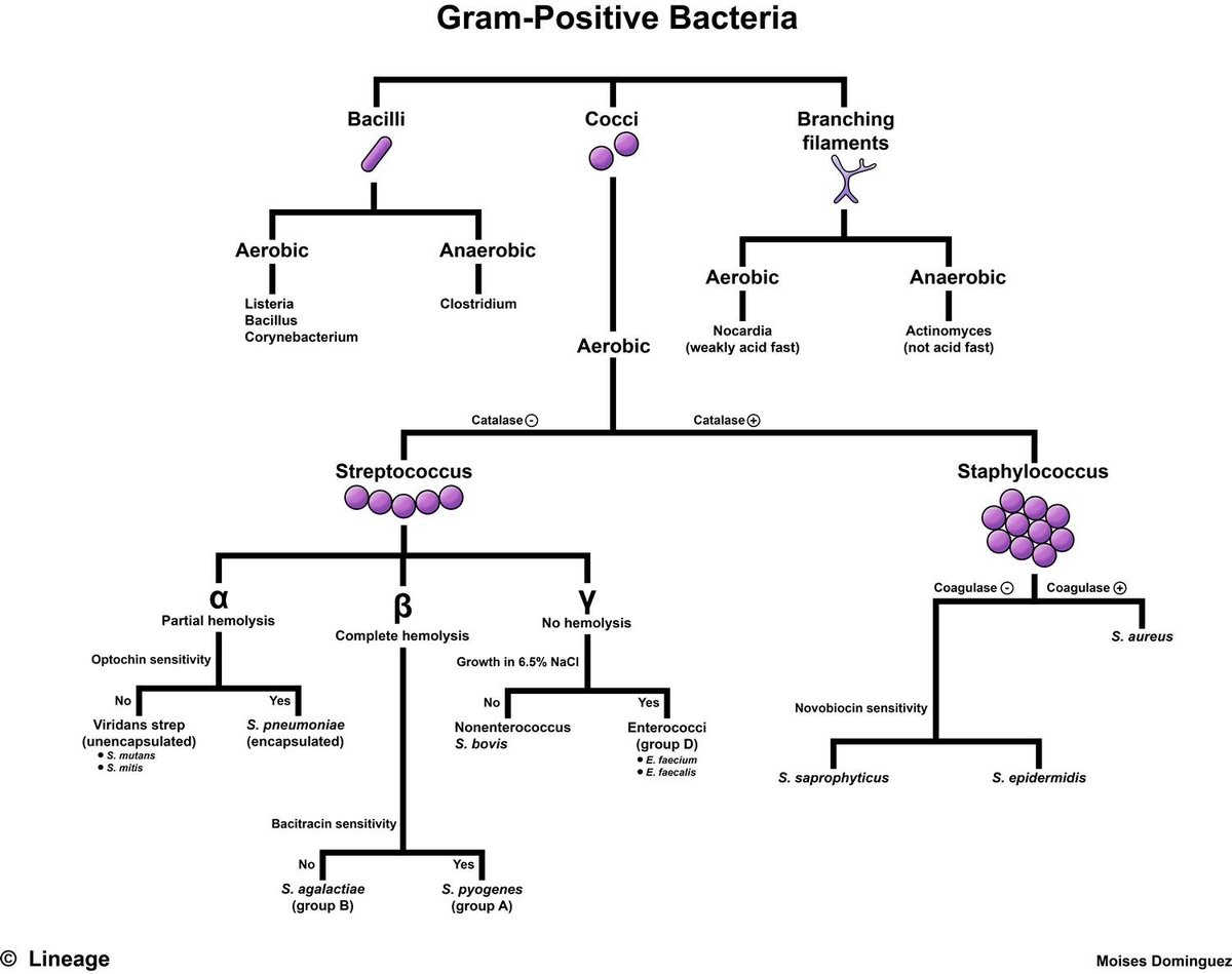 Gram-Positive Bacteria algorithm