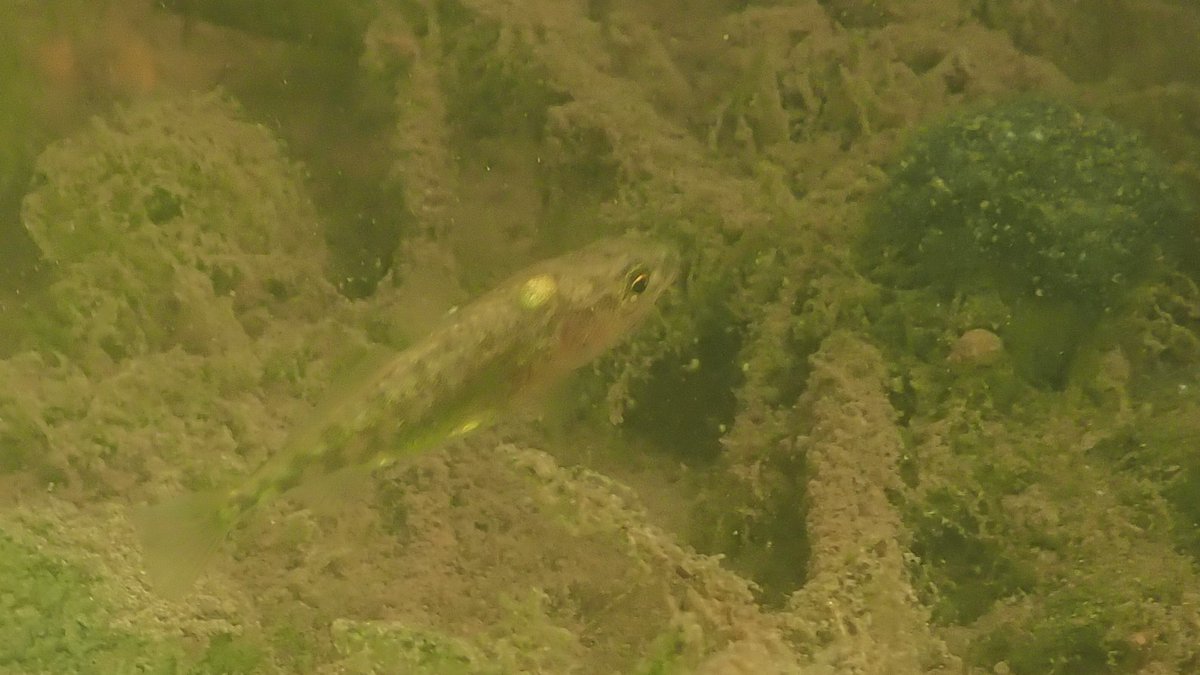 Amazed to see a few Brown Trout in the River Granta at Babraham despite poor visibility, few macrophytes & a river bed coated with gunky algae. Also several Gudgeon & Threespine Sticklebacks, one of the latter infected with Glugea anomala microsporidian parasite. #MySwim 🧵1/12