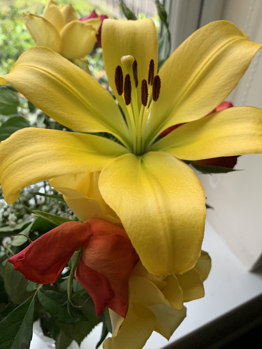 Pretty flowers 🌺 #lillies #flowers #distraction #beautiful #wow #MindfulLiving #MindfulMoments  #eupd #ptsd #Fibromyalgia #fnd #ouch