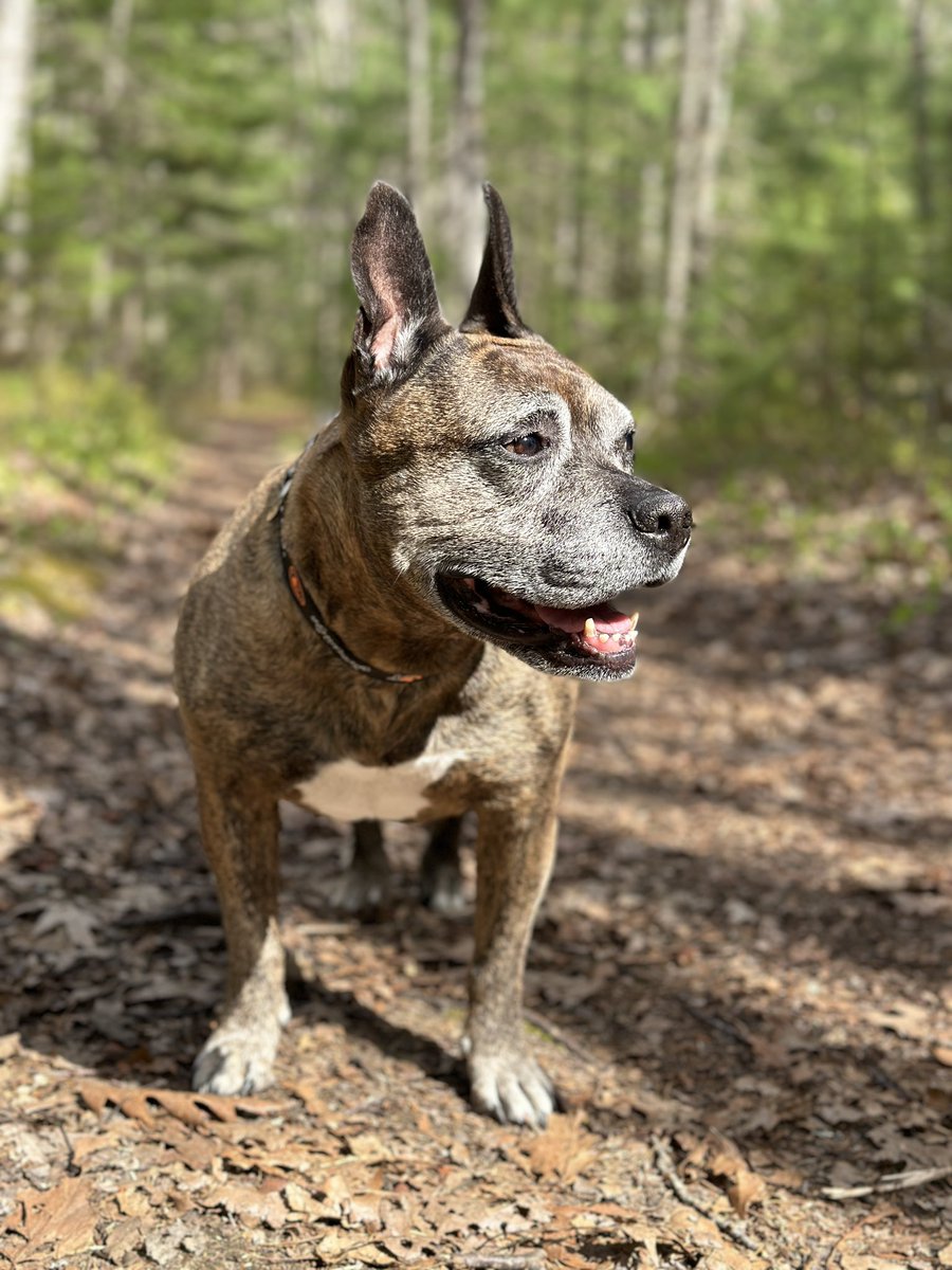 Happy Haley in the woods on another fun hike smiling to the sun shining a lil bit 😄! She had a nice relaxing day and we hope everyone had a wonderful weekend! Have a good Monday everyone 💐 #adoptashelterdog #adoptdontshop #dogsthathike #spayandneuteryourpets ❤️🐾