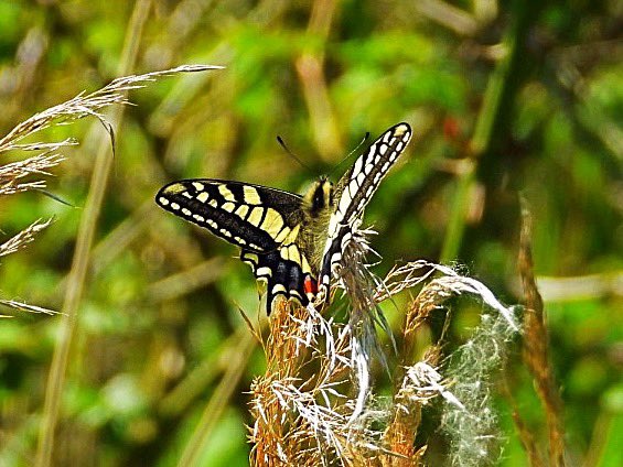 First Swallowtail of the year for me @NorfolkWT Hickling today. 😀🥰Anyone else seen many around yet this year? @ukbutterflies @NorfolkNats #Norfolk #butterfly #swallowtail #nature #beautiful @ChrisGPackham @BBCSpringwatch