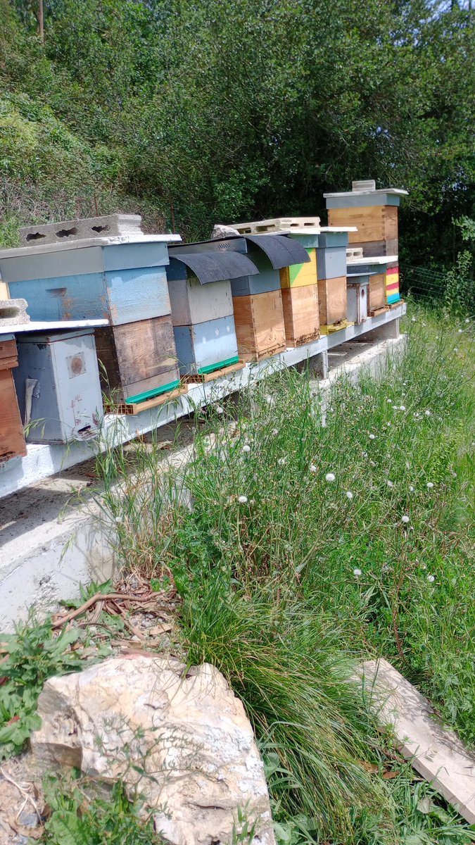 Fundacioncardin's tweet image. La última incorporación al #AHOV ye un apicultor, asentau dende fae munchos años en #Villaviciosa 🍎, pocu a pocu diremos cuntando la so hestoria como facemos col resto l@s informantes. Aprendiendo muncho, sin perder la curiosidá y sorprendiendonos munches vegaes  @GrupoElGaitero