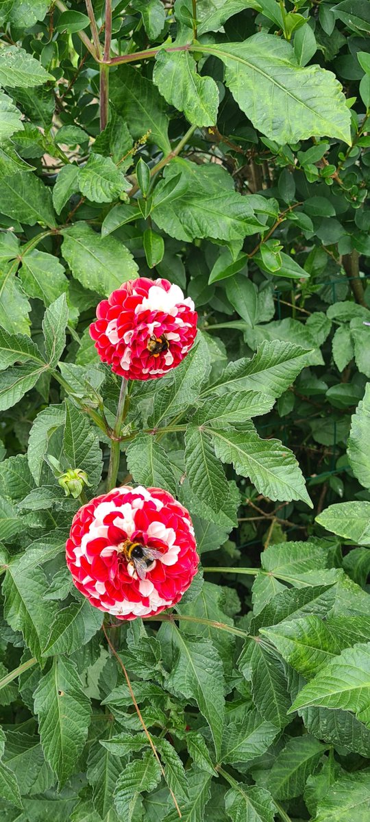 Fundacioncardin's tweet image. La última incorporación al #AHOV ye un apicultor, asentau dende fae munchos años en #Villaviciosa 🍎, pocu a pocu diremos cuntando la so hestoria como facemos col resto l@s informantes. Aprendiendo muncho, sin perder la curiosidá y sorprendiendonos munches vegaes  @GrupoElGaitero