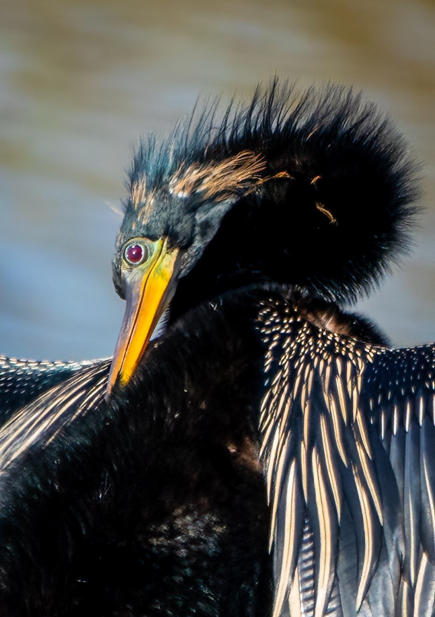 Preening Anhinga.