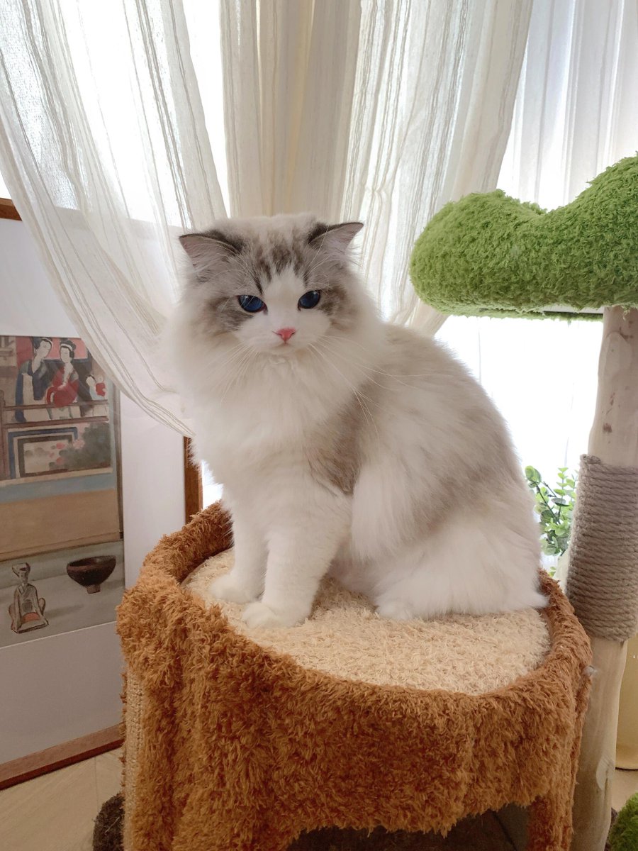CHERANBOSCO's tweet photo. どの猫がかわいい猫のクロールを持ちたくないですか!
#ねこ #猫 #ネコ #猫写真 #ねこ部 #にゃんこ
#ふわもこぶ #にゃんすたぐらむ #ねこすたぐらむ
#猫のいる生活 #猫好きさんと繋がりたい
#instacat #catlovers #cat #cats #catphot
#meow #catstagram #petstagram #kitty
#catofthday # https://t.co/wjkiNio1h5