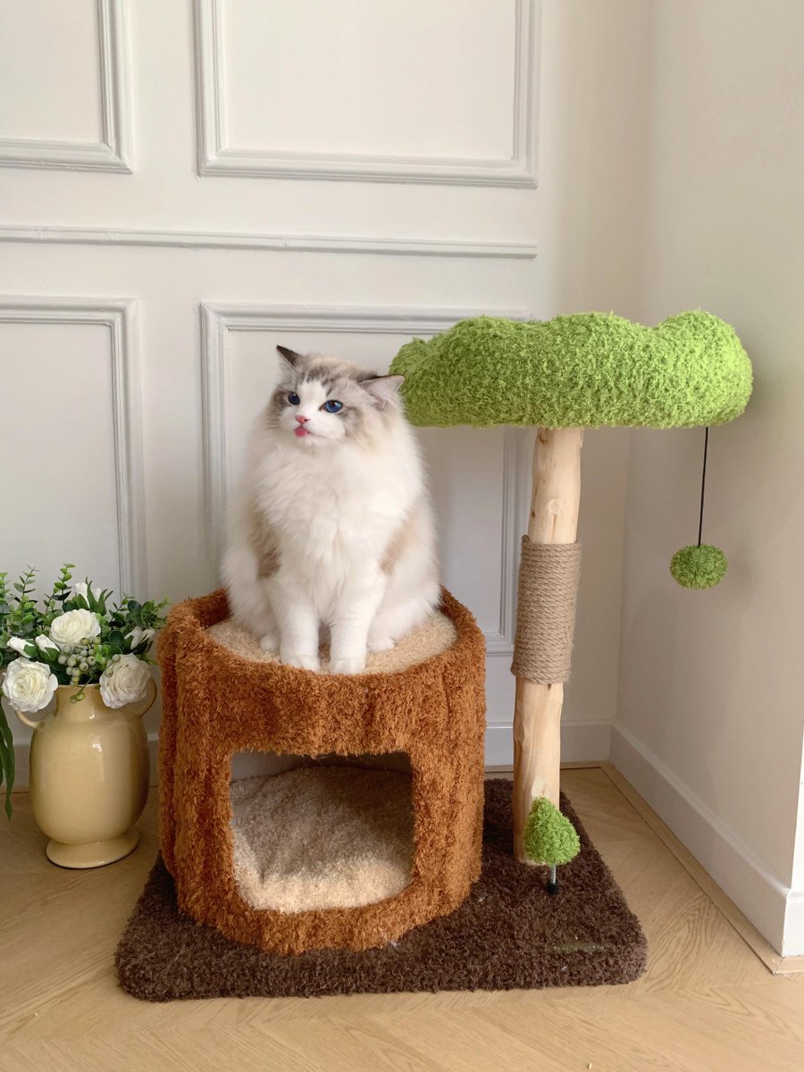 CHERANBOSCO's tweet photo. どの猫がかわいい猫のクロールを持ちたくないですか!
#ねこ #猫 #ネコ #猫写真 #ねこ部 #にゃんこ
#ふわもこぶ #にゃんすたぐらむ #ねこすたぐらむ
#猫のいる生活 #猫好きさんと繋がりたい
#instacat #catlovers #cat #cats #catphot
#meow #catstagram #petstagram #kitty
#catofthday # https://t.co/wjkiNio1h5