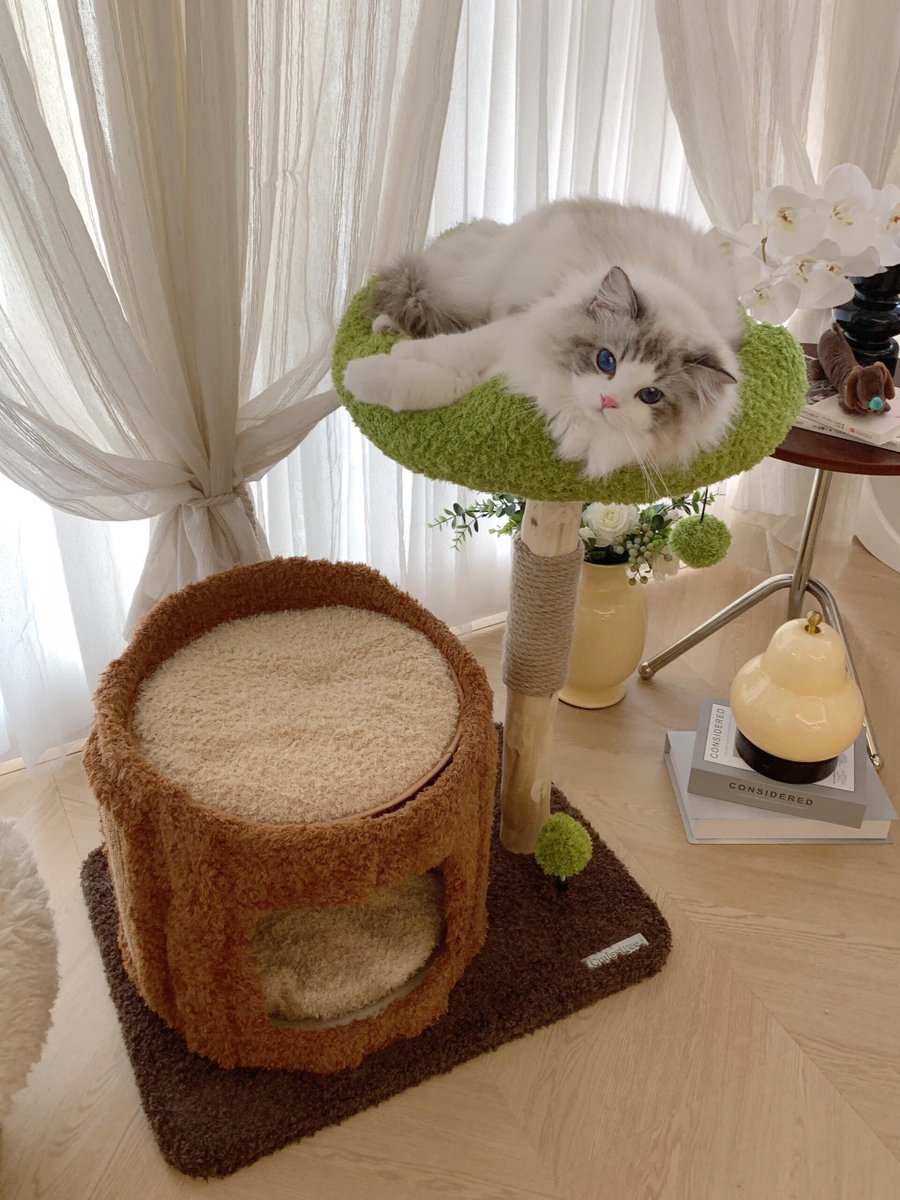 CHERANBOSCO's tweet photo. どの猫がかわいい猫のクロールを持ちたくないですか!
#ねこ #猫 #ネコ #猫写真 #ねこ部 #にゃんこ
#ふわもこぶ #にゃんすたぐらむ #ねこすたぐらむ
#猫のいる生活 #猫好きさんと繋がりたい
#instacat #catlovers #cat #cats #catphot
#meow #catstagram #petstagram #kitty
#catofthday # https://t.co/wjkiNio1h5