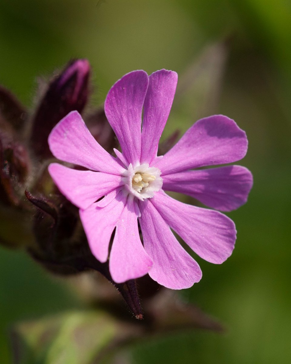 👀 Have you spotted this bright woodland #wildflower? 🌷 Pink #RedCampion flowers can be spotted from May to September. 🔍 Look for them in lightly shaded areas in woodland, along hedgerows, in fields and ditches, and on roadside verges. 👉 bit.ly/3Qq2p72
