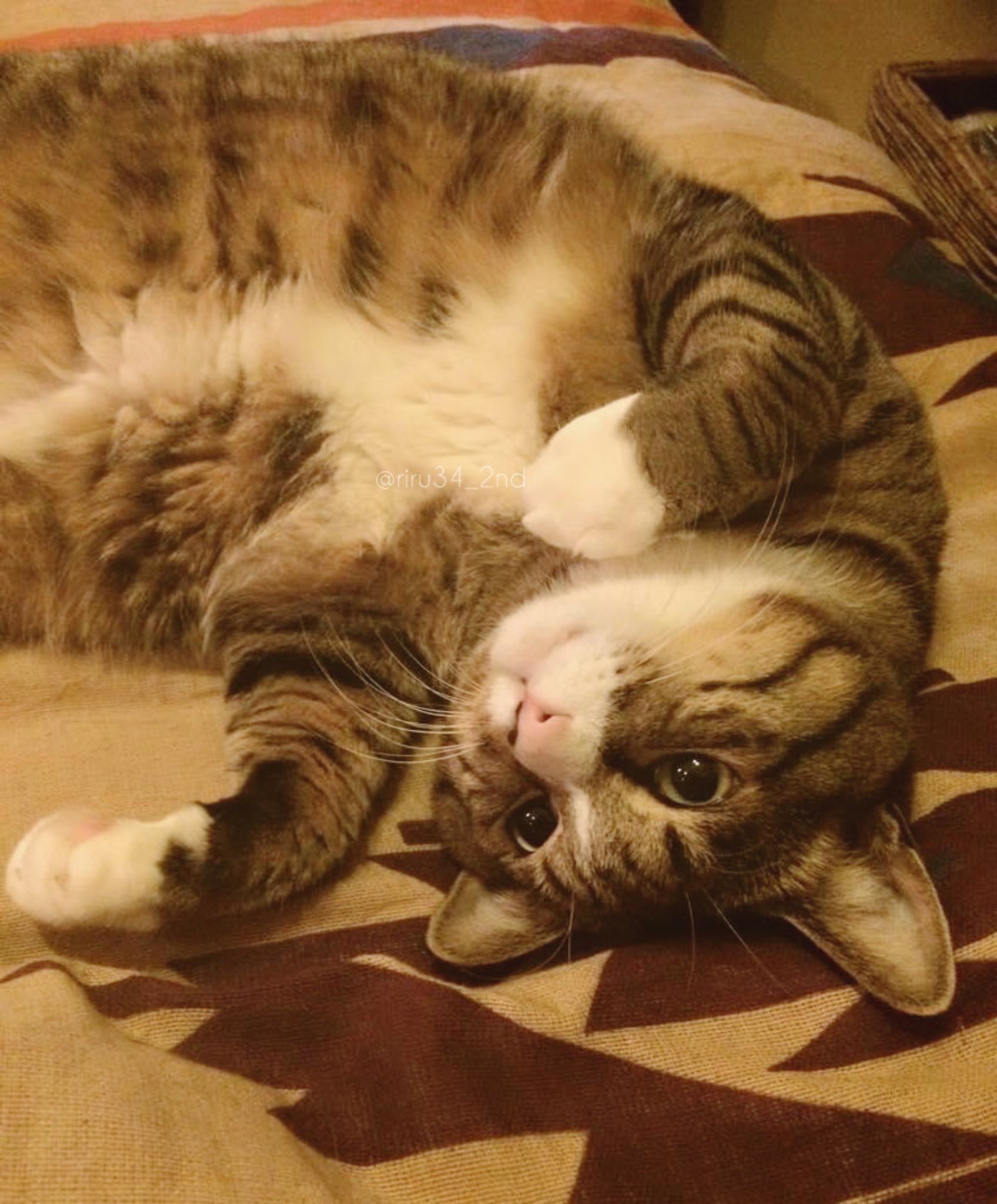 ちぃ様 ☺︎ ちー様 (@chiiii_37x) / X