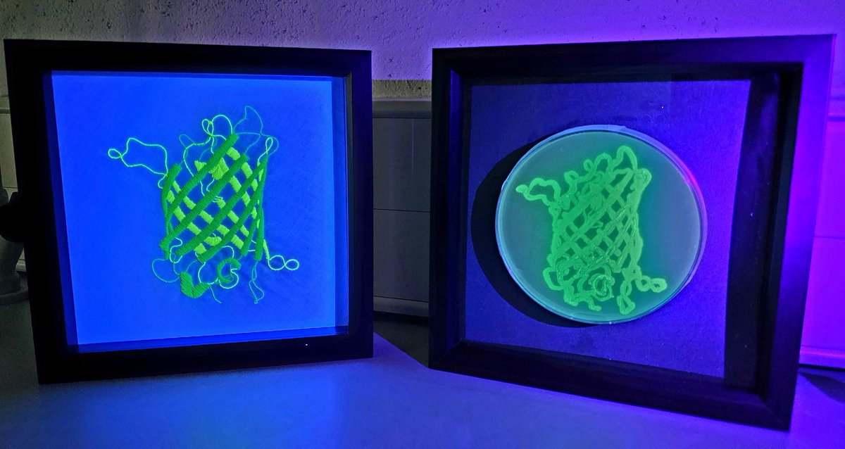 Finally finished my entry for tomorrow's SNESFest @SciencesNCL Art of Science exhibition! I've embroidered the structure of Green Fluorescent Protein with neon threads and drawn the structure using E. coli which is expressing GFP. Both fluoresce under UV light 😊 #SciArt 🦠🌟