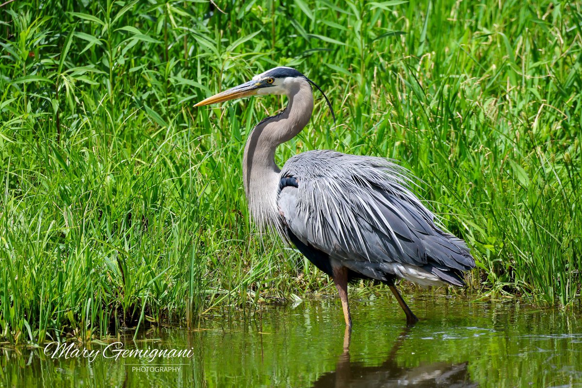 Great Blue Heron walking the shoreline scoping out fish.