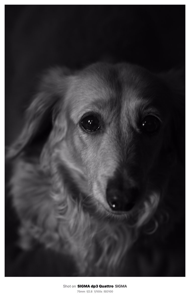 #愛犬の日　#dp3Quattro #Monochrome