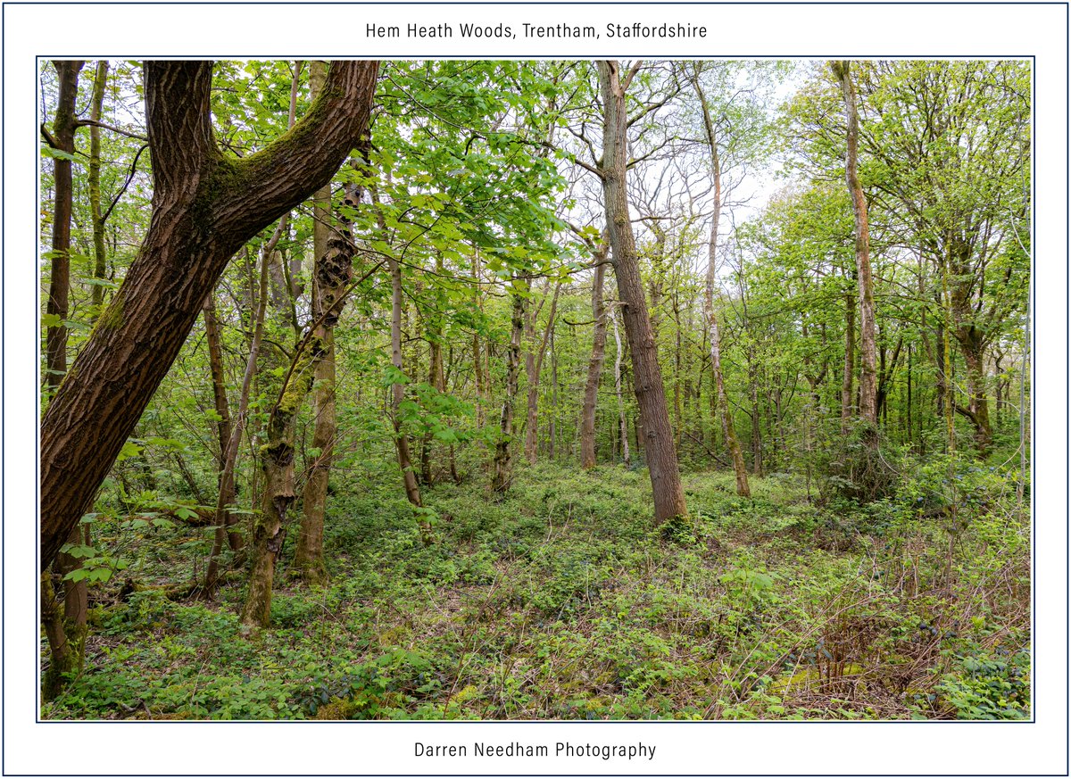 Hem Heath Woods, Trentham, #Staffordshire

#StormHour #ThePhotoHour #CanonPhotography #LandscapePhotography #Landscape #NaturePhotography #NatureBeauty #Nature #Countryside #LoveUKWeather #Trees