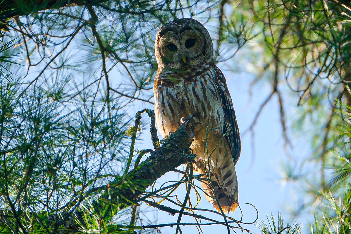 KerrieWilcox10's tweet photo. Sooo cool to see this face looking down at us! Here’s the second Barred Owl that landed in the tree above us.  This one was just a little higher in the same tree.  So lucky I brought my camera! Parry Sound #alwaysbringyourcamera https://t.co/jAr0fUFERG