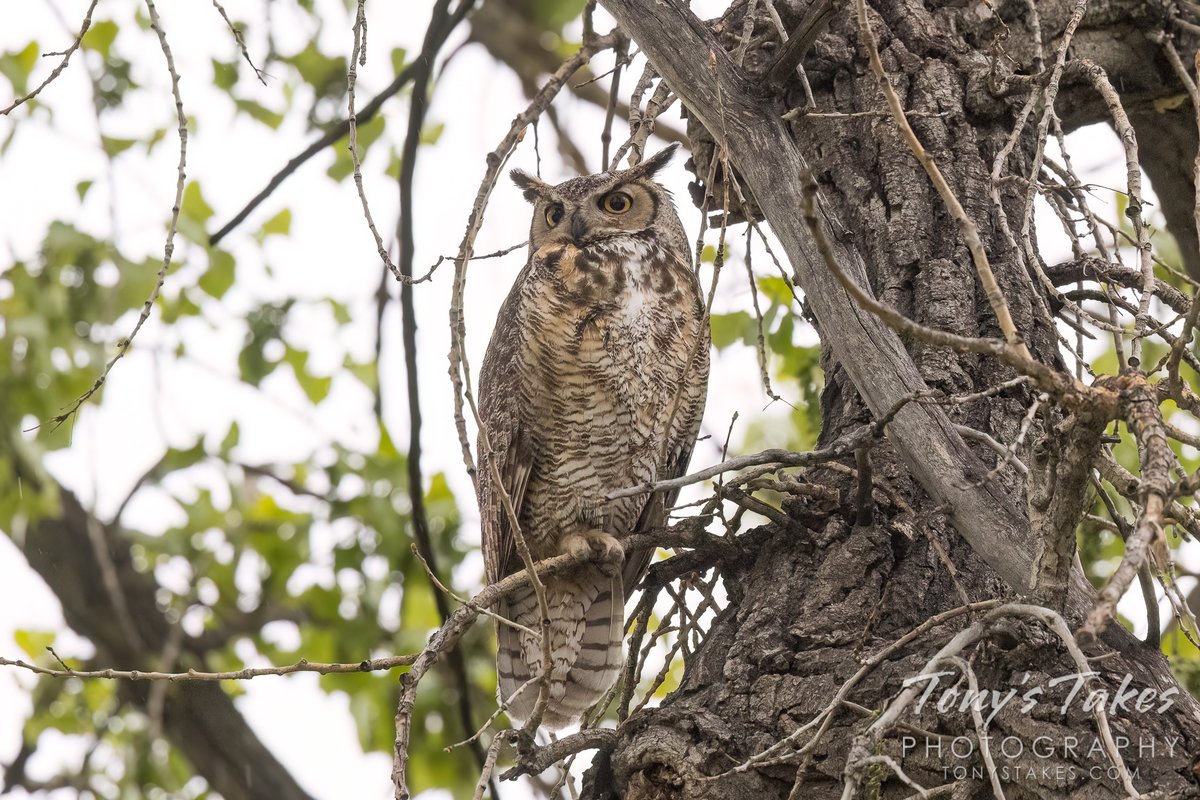 Owlets branch out but mama continues to keep watch. A Mother’s Day visit to one of my favorite feathered moms and her two little ones. As expected, they have branched out into an adjacent tree. #owl #greathornedowl #owlet #birding #wildlife #wildlifephotography #Colorado
