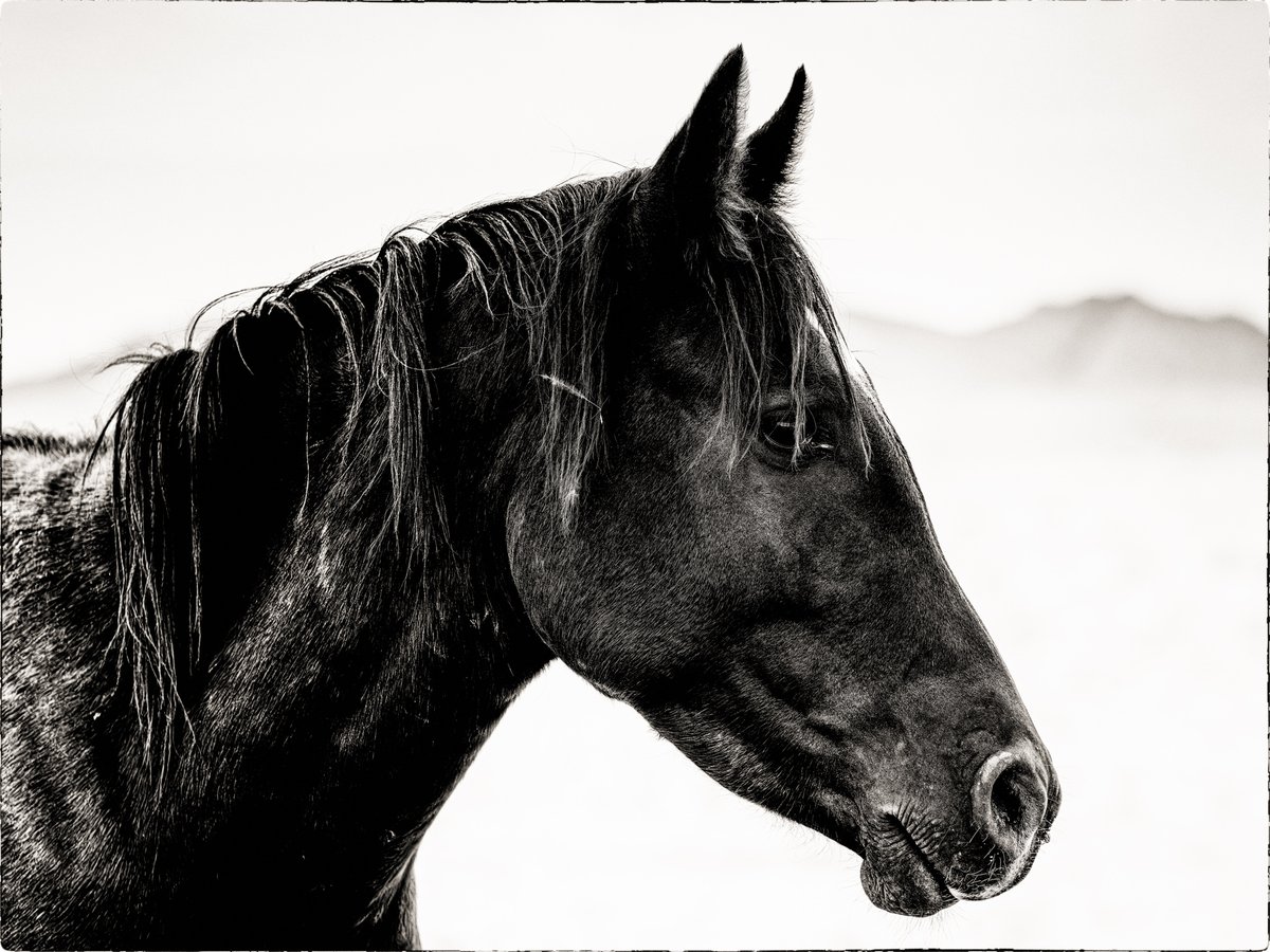 Wild Stallion | Fine Art Print
The wild horses of the Namib Desert have a fascinating and somewhat mysterious origin. While there is no definitive explanation for how they came to inhabit this arid region, several theories and legends have emerged over the years: #wildhorses
