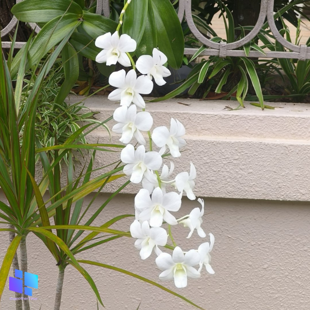 Dendrobium White Orchid
#nature #NatureLover #NaturePhotograhpy #flowers #orchids #white #garden