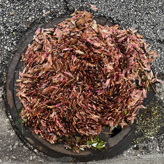 #ManholeCoverMonday