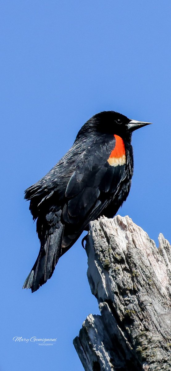 Red Wing Blackbird perched on a snag.