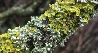 There are about 900 species of lichen in Devon. follow the link below to help @DevonWildlife find out more about their distribution. devonwildlifetrust.org/get-involved-s… 📷Tom Hibbert