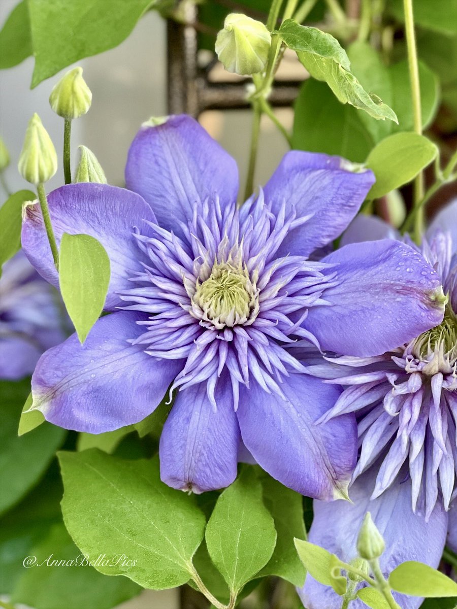 Wishing you all a happy new week🌿 ‘Blue Light’ clematis just getting ready for her big spring show🩵💜 #gardening #flowers