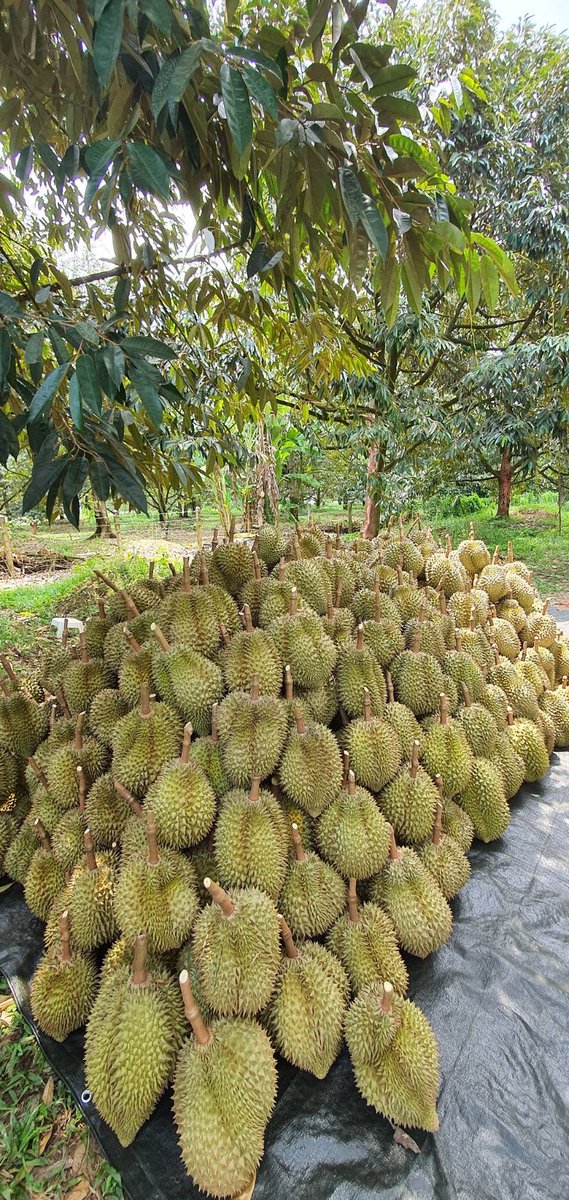 หอมจนอยากลงไปกอด เเต่ลืมไปหนามเเหลมเกิ้น #THAIchayanon #ทุเรียน