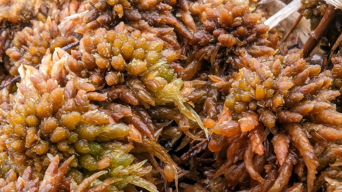 We went #Sphagnum hunting in the North Pennines and found S. austinii!! #SphagnumMonday #GreatNorthBog