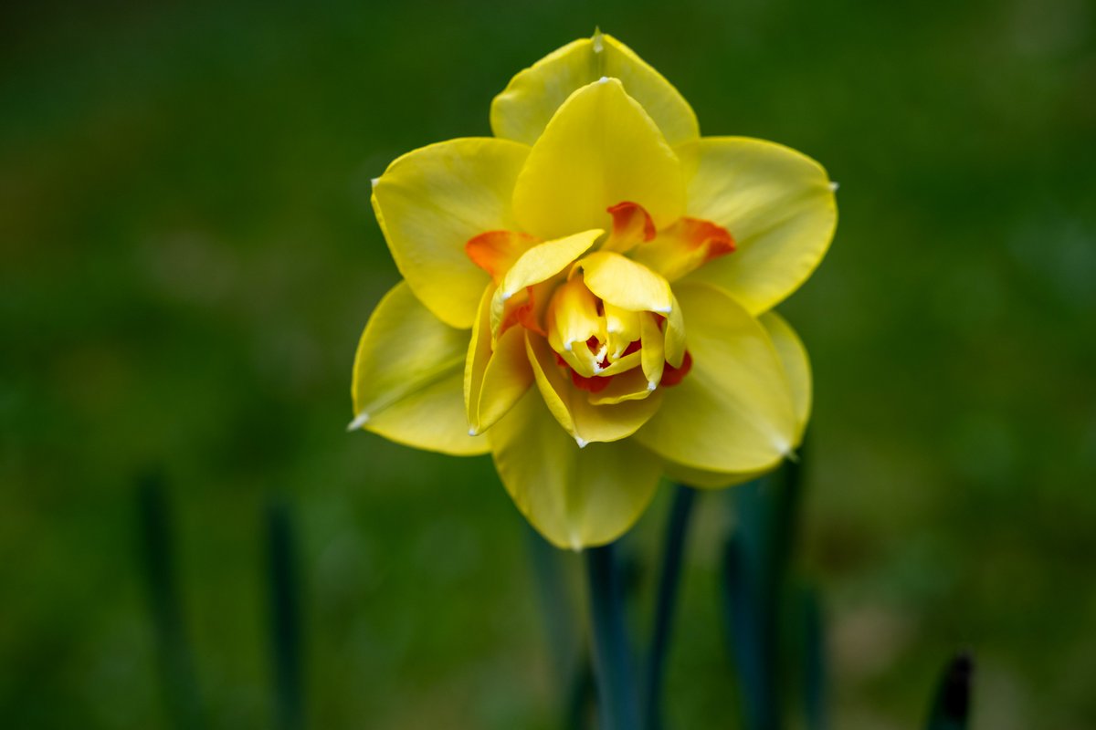 PhotosbyNanci's tweet image. WFLD Weekly Blog 5/13:
-Selectboard meets tonight 5/13 at 6:30 MMH Ascutney
-Spring has sprung
-Rare Northern Lights
-WS hosts Leadership Day 5/24
-Townwide Yard Sale 6/1 and 6/2
-Zack&apos;s Place &quot;Peter Pan and the Pirates of Zackland&quot;
photosbynanci.blogspot.com/2024/05/weathe…

#weathersfieldvt