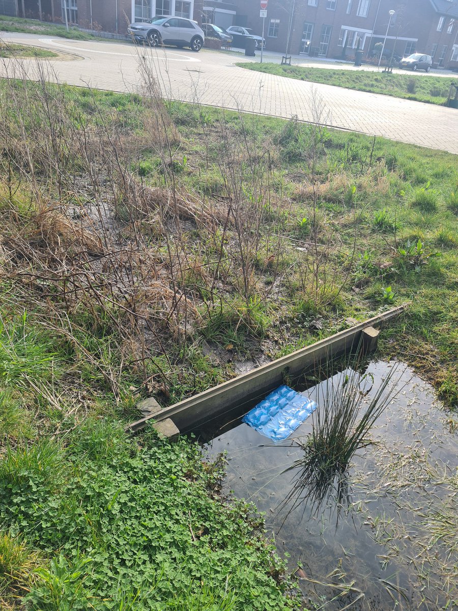 roessie1's tweet photo. Beste @voorne_aan_zee1 @gemeenteHsluis . Wat een drama zijn de nieuwe wadi's in de nieuwbouw wijk @3223 at home. 
De put ligt te hoog waardoor het water niet wegloopt en stilstaand water als resultaat. Met nu muggen en blauwalg gevolg. Na verschillende meldingen nog geen reactie. https://t.co/mSCJ6Xl7uL