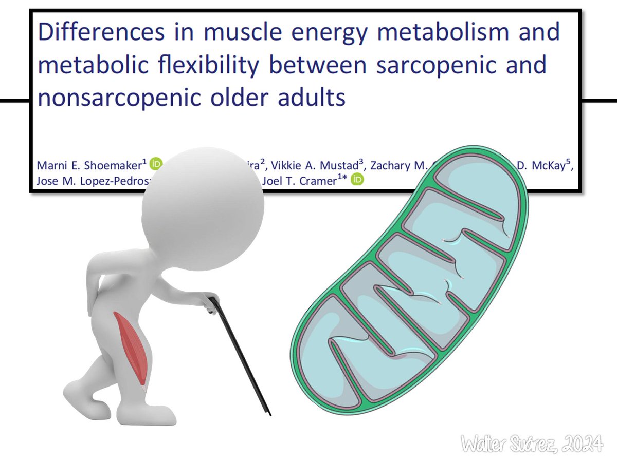 DIFERENCIAS EN EL METABOLISMO ENERGÉTICO MUSCULAR Y FLEXIBILIDAD METABÓLICA ENTRE ADULTOS MAYORES CON SARCOPENIA Y SIN SARCOPENIA

Recordar por aquí que la sarcopenia es una enfermedad caracterizada por la pérdida de función y masa muscular.  

Hilo.