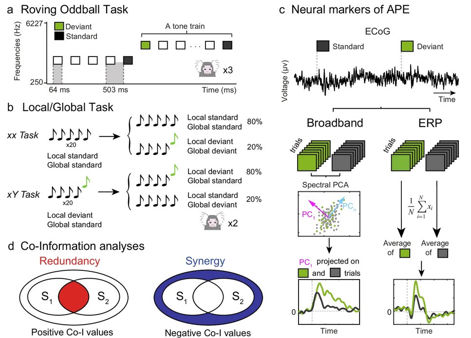 1/8 Finally published at @NatureComms, 'Distributed representations of prediction error signals across the cortical hierarchy are synergistic'. Very grateful to all the friends and colleagues around the globe who made this possible. nature.com/articles/s4146…