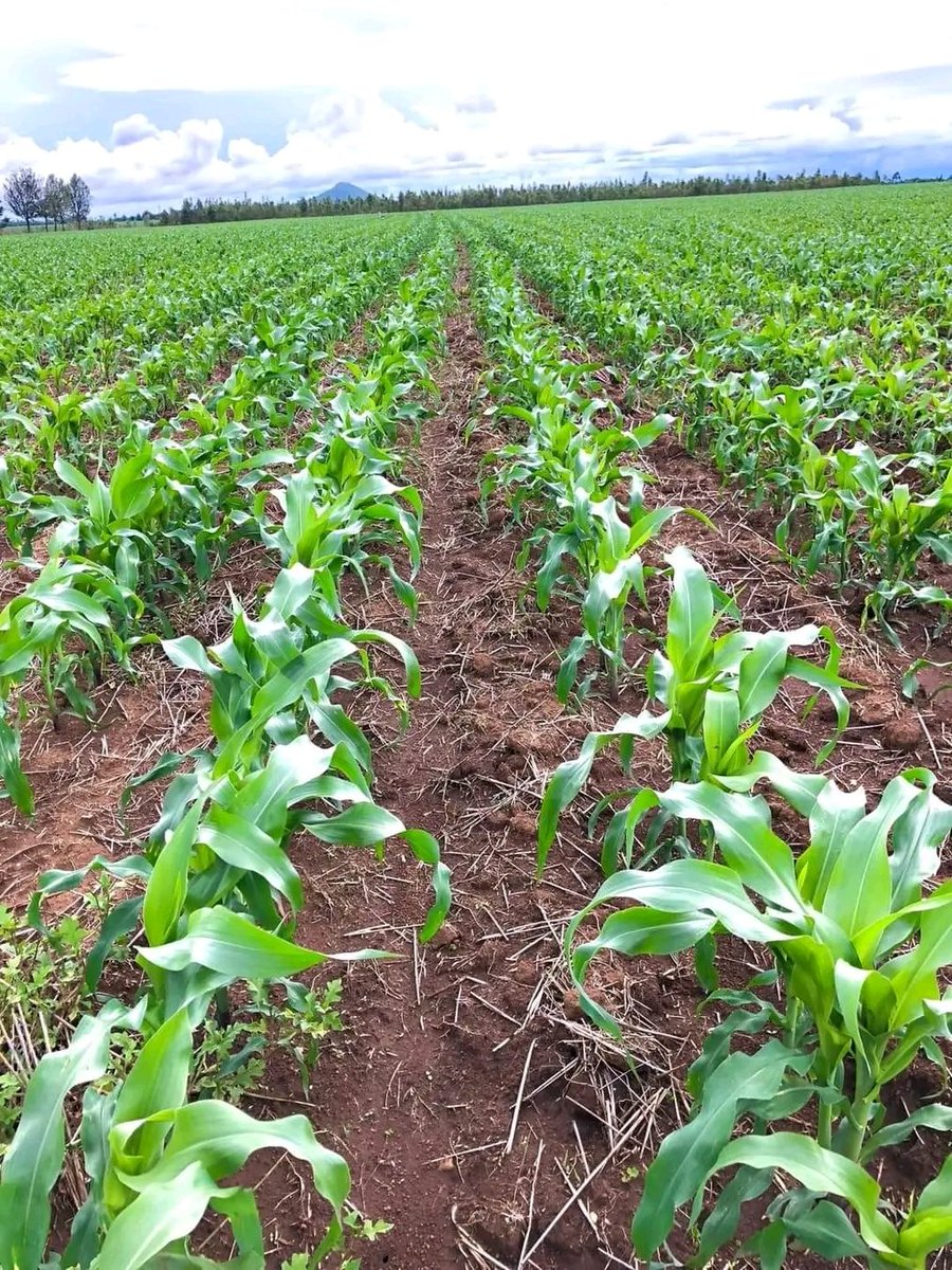 MINIMUM TILLAGE Look at the soil structure. The presence of crop residue serves as a moisture buffer. To store and to dictate the infiltration rate Soil is hardly eroded. Minimum tillage is the future. - Dahiru Alfa