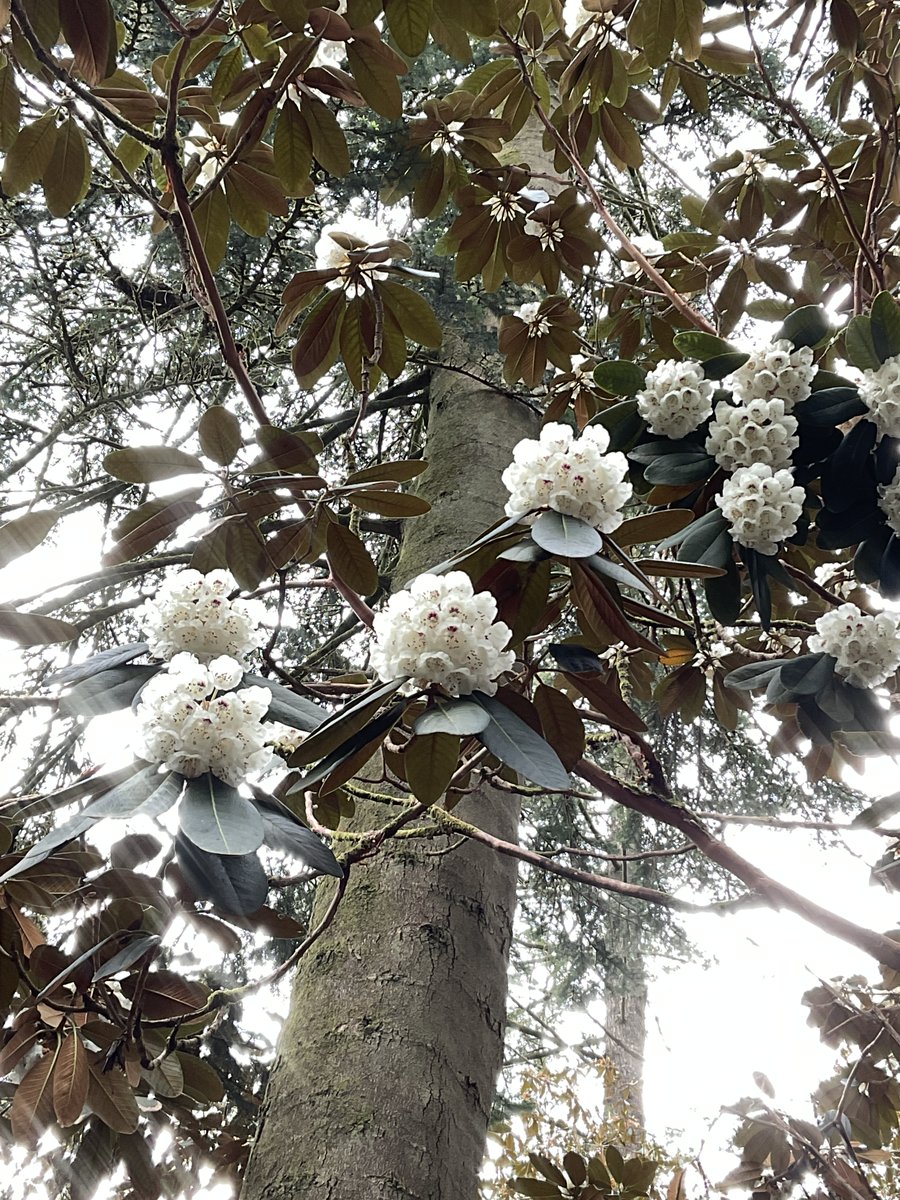 Wonderful Rhododendron falconeri… join our guided walks every Tuesday and Sunday 2pm for more seasonal highlights @BenmoreBotGdn