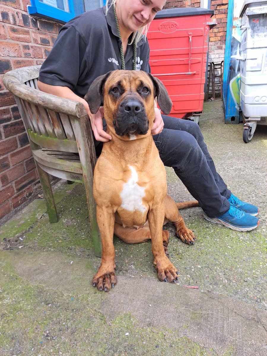 Please retweet to help RJ find a home #BIRKENHEAD #LIVERPOOL #UK AVAILABLE FOR ADOPTION, REGISTERED BRITISH CHARITY✅Boerboel Mastiff, aged 2. No history known. RJ is really struggling with kennel life and hates being left, we’re doing everything we can to make sure she’s loved…